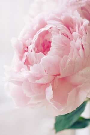 Floral fancy - www.myLusciousLife.com - pale pink peony lusciousness.jpg